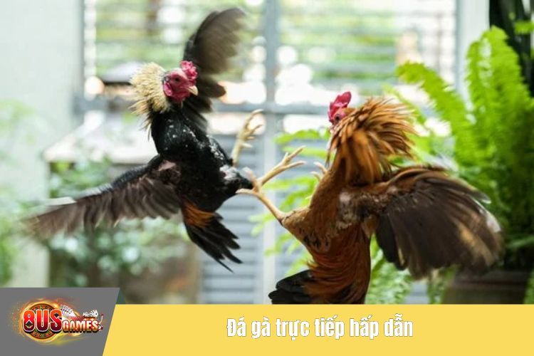 Đá gà trực tiếp hấp dẫn